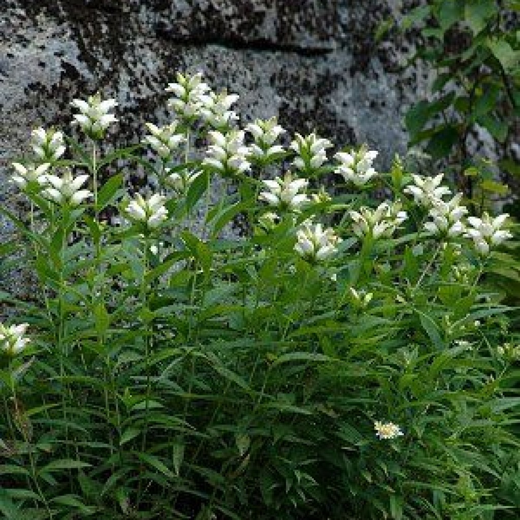 Chelone Glabra White Turtlehead