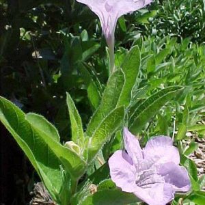 Ruellia humilis – Wild Petunia