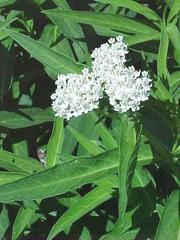 Asclepias incarnata – Ice Ballet Milkweed