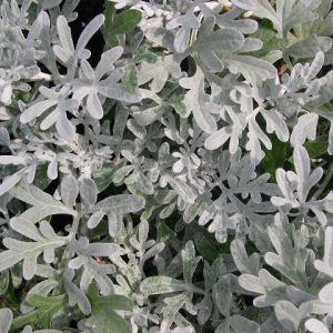 Artemisia stelleriana – Silver Brocade