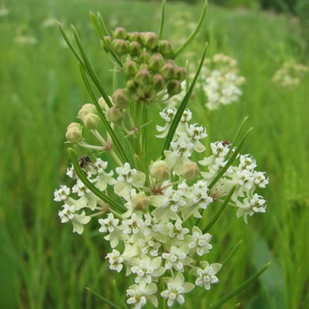 Asclepias Verticillata Whorled Milkweed