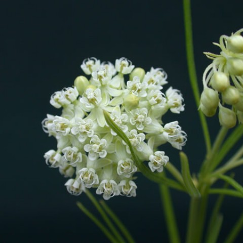 Asclepias Verticillata Whorled Milkweed