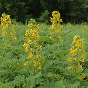 Senna hebecarpa – Wild Senna