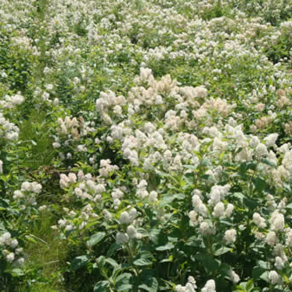 Ceanothus americanus New Jersey Tea Butterfly Gardens to Go