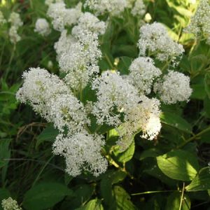 Ceanothus americanus – New Jersey Tea