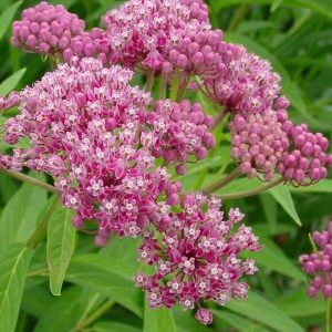 Asclepias incarnata – Swamp Milkweed