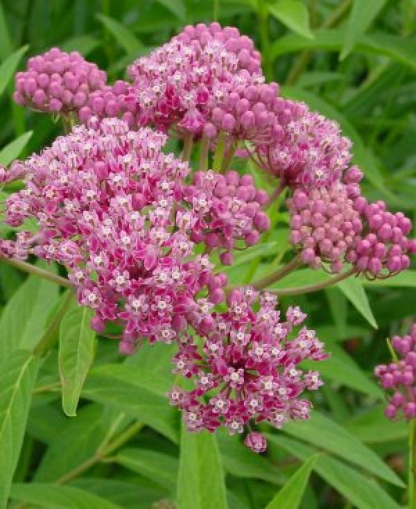 Asclepias incarnata Swamp Milkweed | Butterfly Gardens to Go