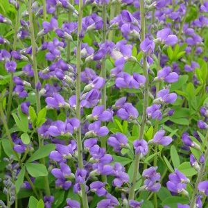 Baptisia australis – Blue False Indigo