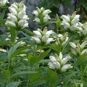 Chelone glabra – White Turtlehead