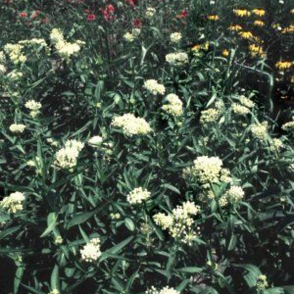 Asclepias Incarnata Ice Ballet Swamp Milkweed Milkweed Plants