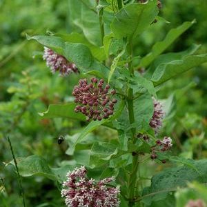 Asclepias syriaca – Common Milkweed