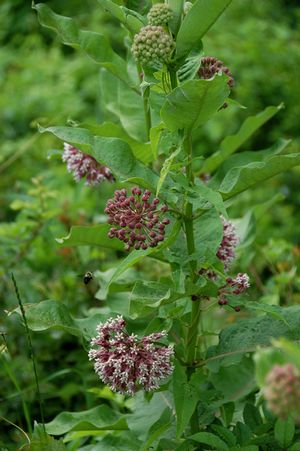 Asclepias syriaca – Common Milkweed