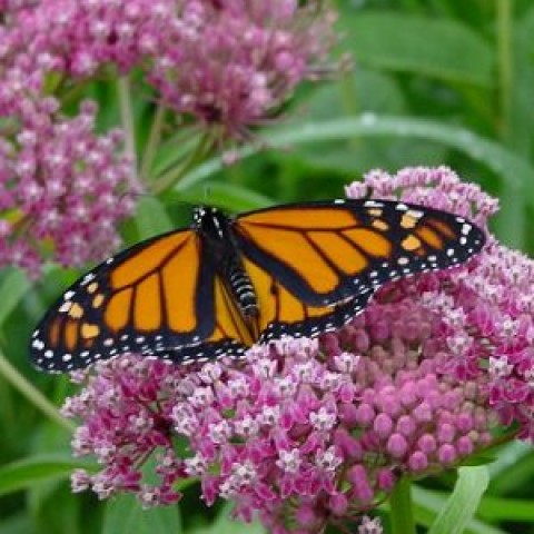 Asclepias incarnata Swamp Milkweed | Butterfly Gardens to Go