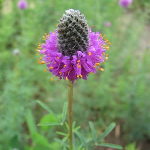 Dalea purpurea – Purple Prairie Clover