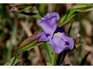 Mimulus ringens – Monkeyflower