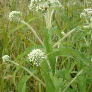 Eupatorium perfoliatum – Boneset