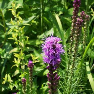 Liatris spicata – Dense Blazingstar