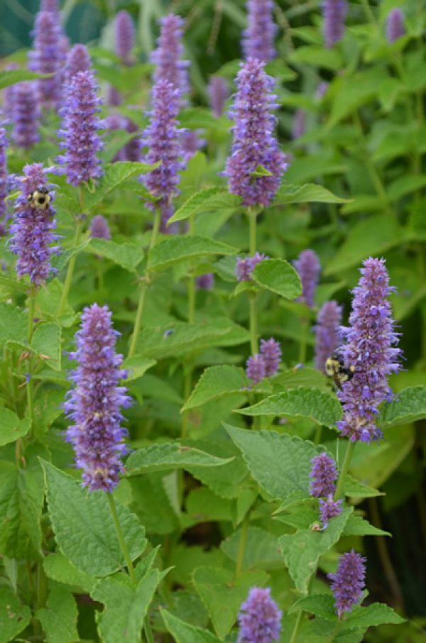 Agastache foeniculum - Lavender Hyssop - Butterfly Gardens To Go