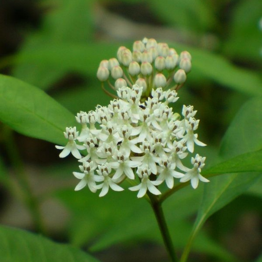 Asclepias Perennis Aquatic Milkweed Butterfly Gardens To Go
