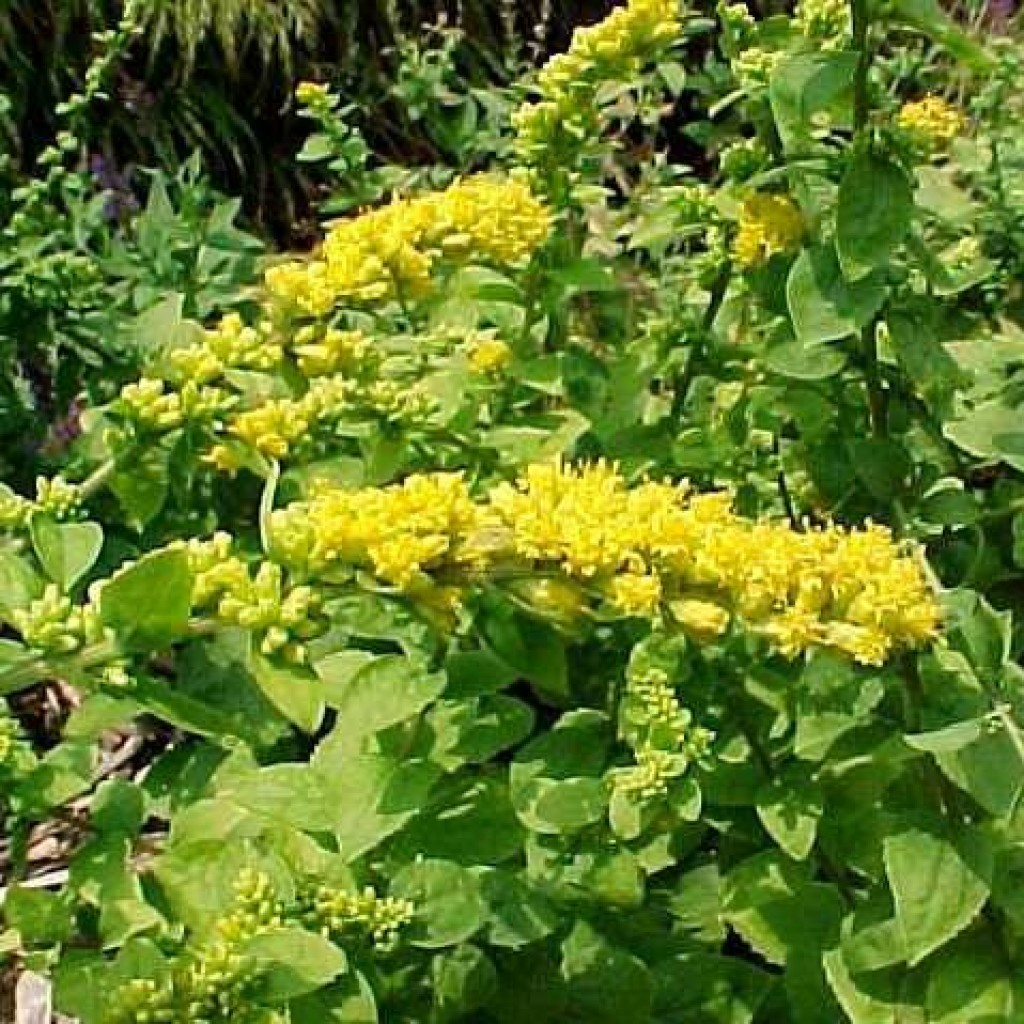 Solidago sphacelata - 'Golden Fleece' Dwarf Goldenrod - Butterfly ...