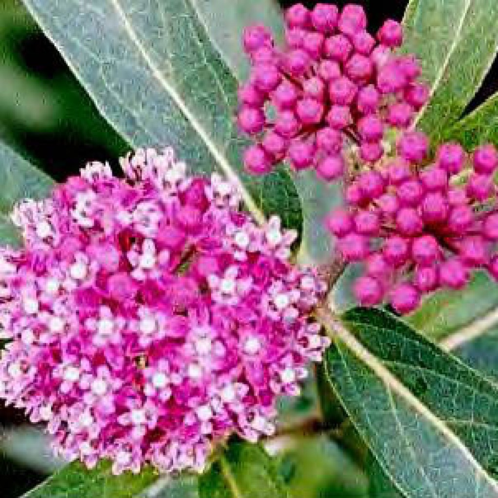 Milkweed (Asclepias) Plants | Butterfly Gardens to Go