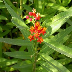 Asclepias curassavica – Tropical Milkweed