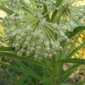 Asclepias hirtella – Tall Green Milkweed
