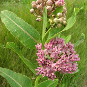 Asclepias sullivantii – Sullivant’s Milkweed / Prairie Milkweed