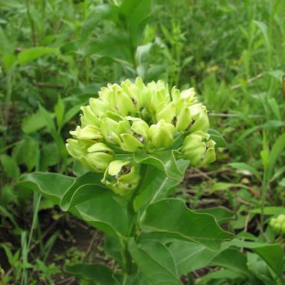 Asclepias viridis – Spider Milkweed