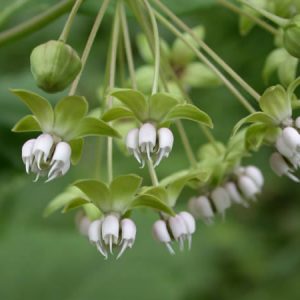 Asclepias exaltata – Poke Milkweed