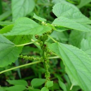 Boehmeria cylindrica – False Nettle