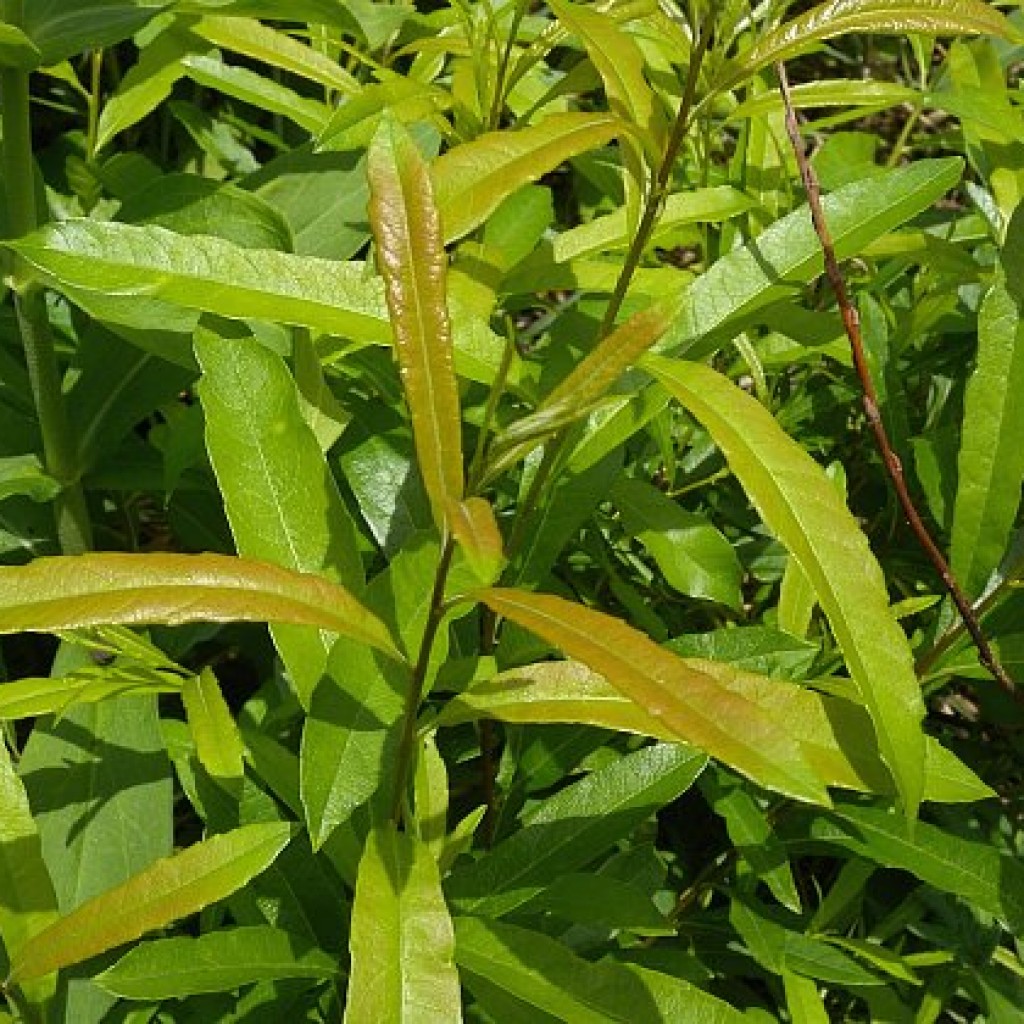 Salix humilis - Prairie Willow - Butterfly Gardens To Go