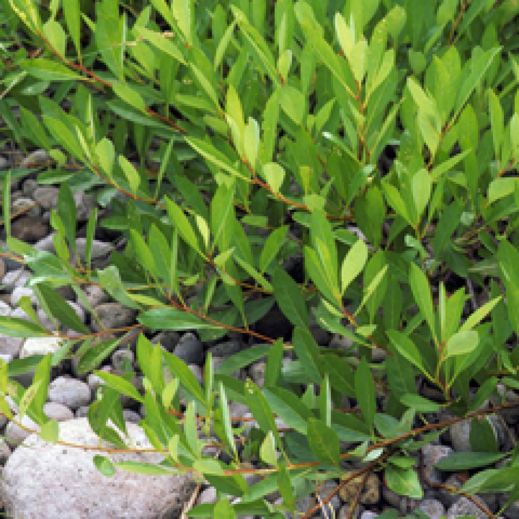 Salix humilis - Prairie Willow - Butterfly Gardens To Go