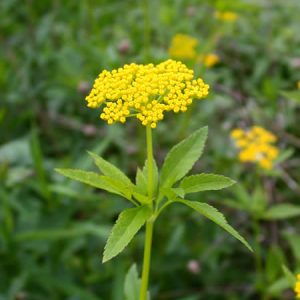 Zizia aurea – Golden Alexanders