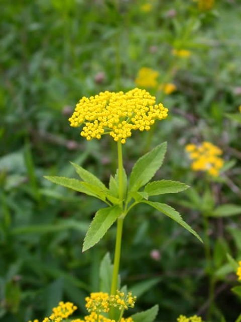 Zizia aurea - Golden Alexanders - Butterfly Gardens To Go