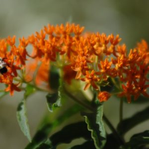 Asclepias tuberosa – Butterfly Weed Milkweed