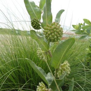 Asclepias viridiflora – Short Green Milkweed