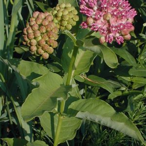 Asclepias purpurascens Purple Milkweed