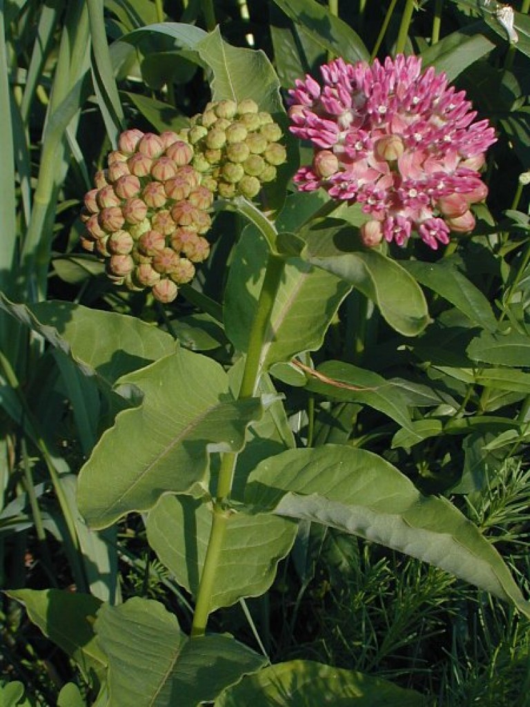 Asclepias Purpurascens Purple Milkweed Butterfly Gardens To 2875