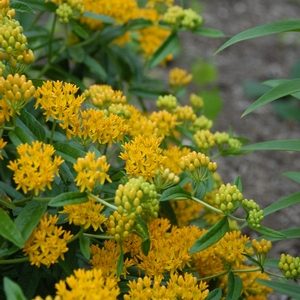 Asclepias tuberosa Hello Yellow