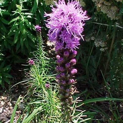 Liatris spicata - Kobold