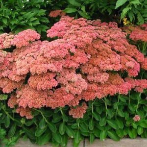 Sedum Telephium - Autumn Joy