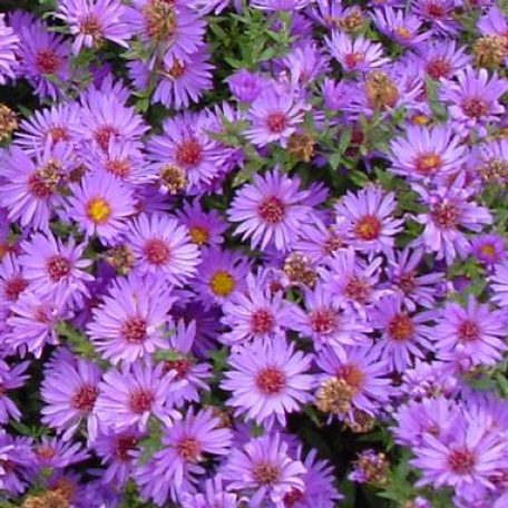 Aster dumosus ‘Wood’s Pink’ Aster