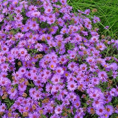 Aster dumosus ‘Wood’s Pink’ Aster