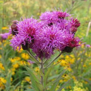 Vernonia missurica – Ironweed