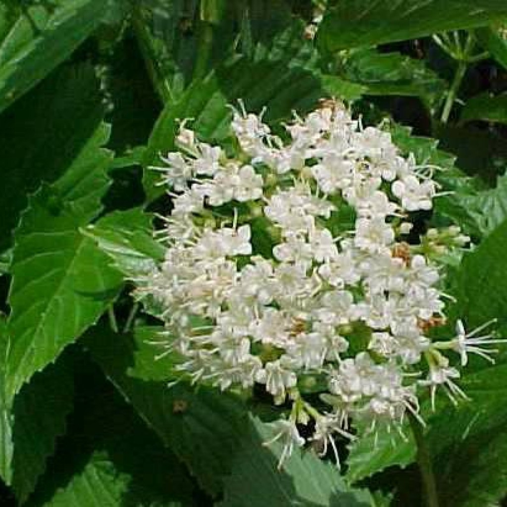 Viburnum dentatum Arrowwood Viburnum Butterfly Gardens To Go