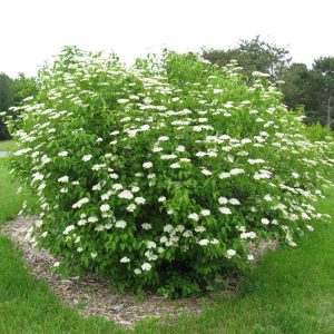 Viburnum dentatum – Arrowwood Viburnum