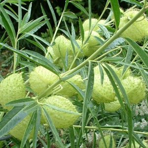 Asclepias physocarpa – Hairy Balls Milkweed