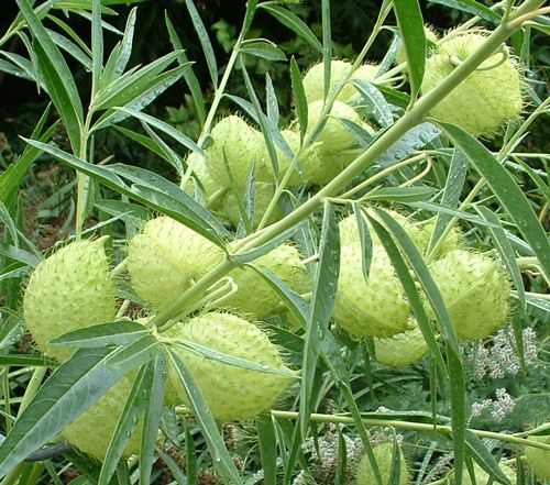 : Monarch Host Plant Hairy Balls Milkweed LIVE PLANT asclepias physocarpa