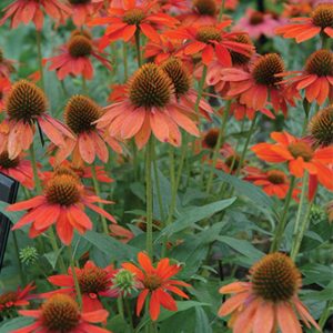 Echinacea Sombrero – Adobe Orange Coneflower